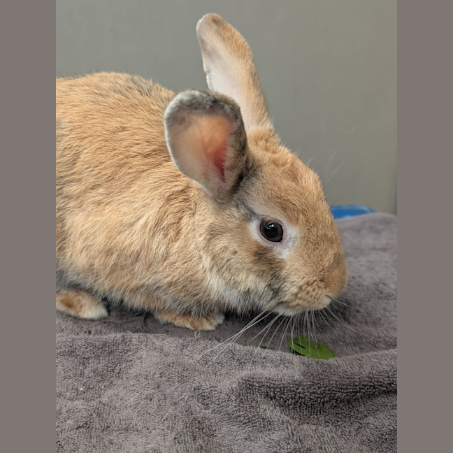 Photo of Waffles