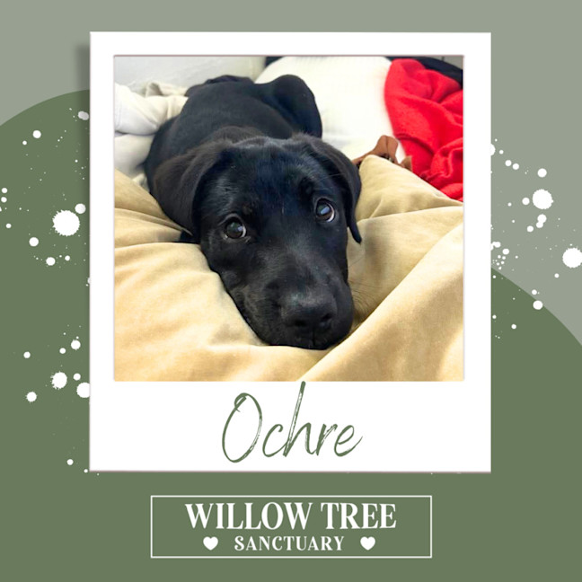 Photo of Ochre