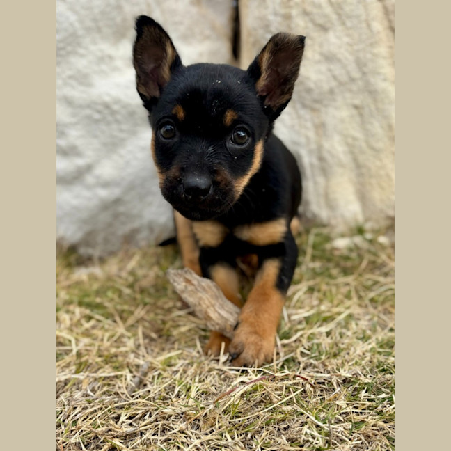 Photo of Stiletto