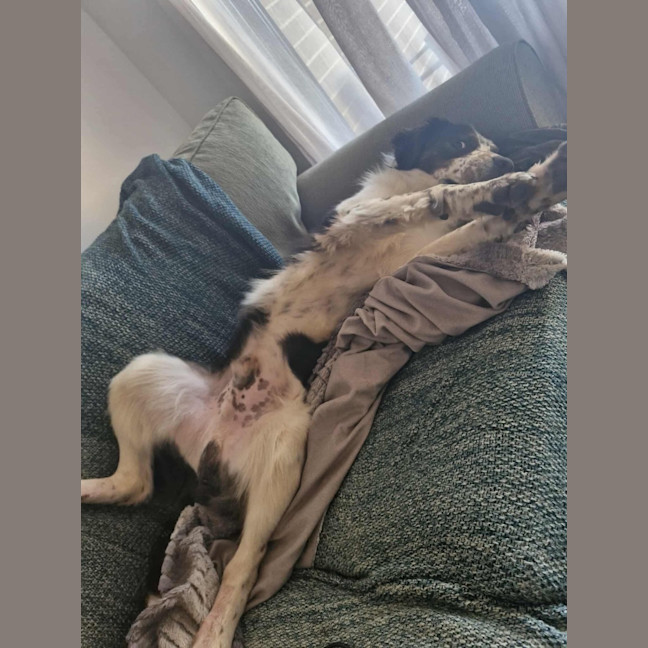 Photo of Otis