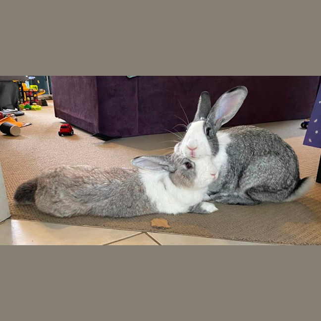 Photo of Winterberry & E’scar