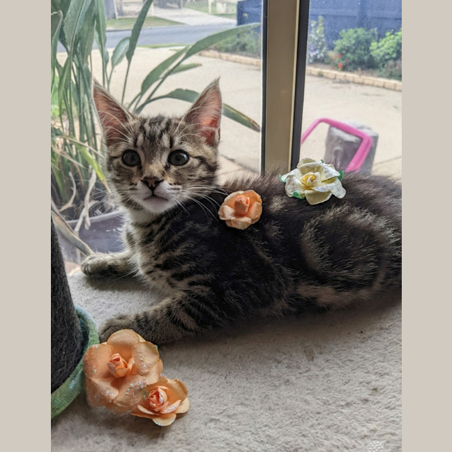Photo of Willow