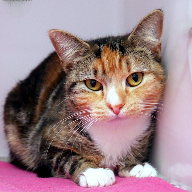 Photo of Calico Sua014081