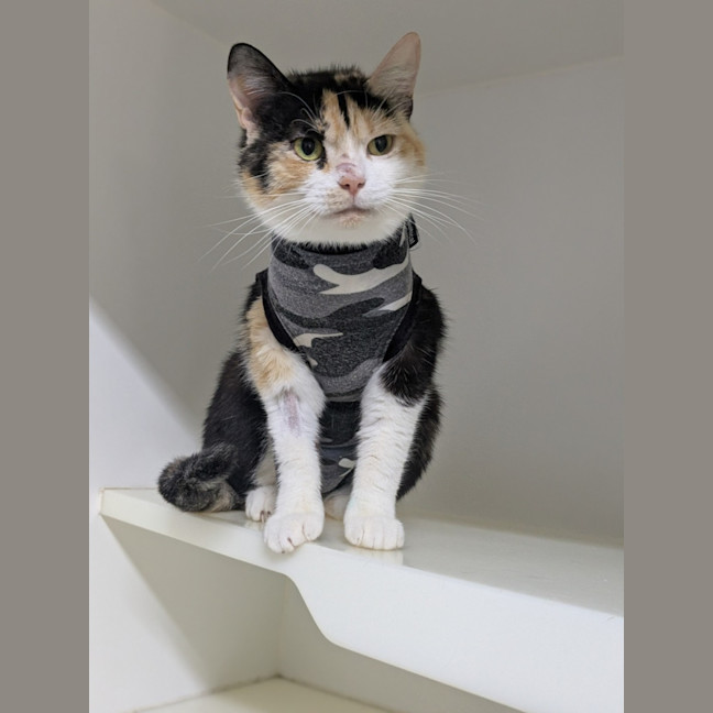 Photo of 🎀 Lucinda 6643 🎀