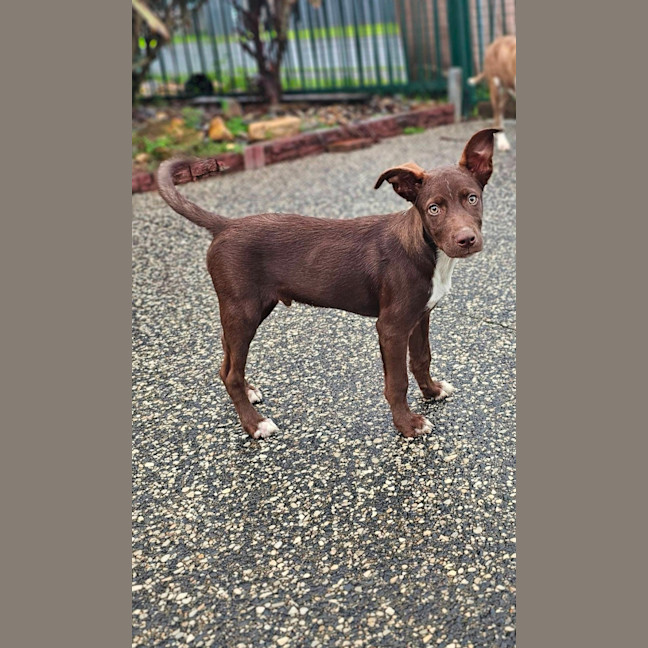 Photo of Wicket