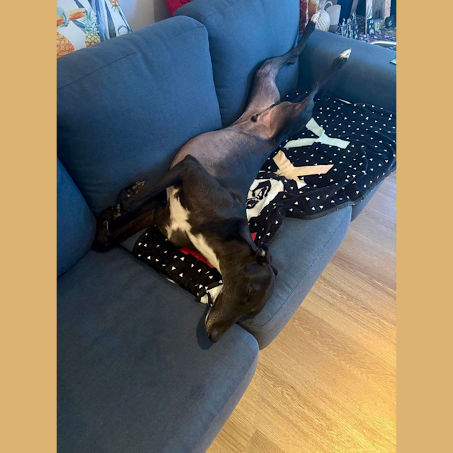 Photo of Rowdy, The Gentle Greyhound