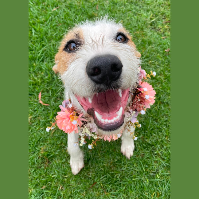Photo of Daffodil