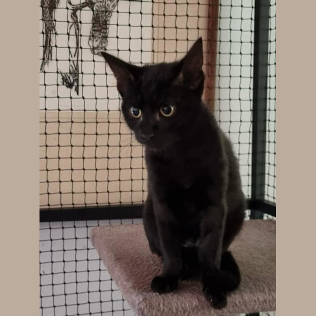 Photo of Miso & Soba