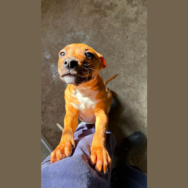 Photo of Goji Berry