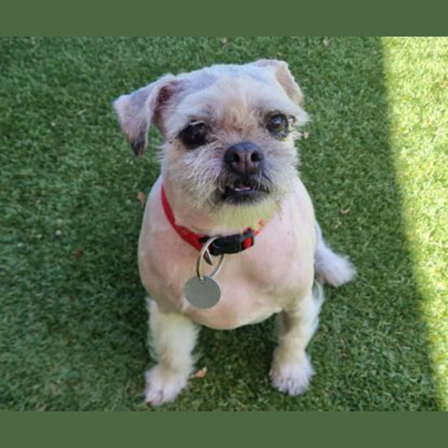 Photo of Bailey