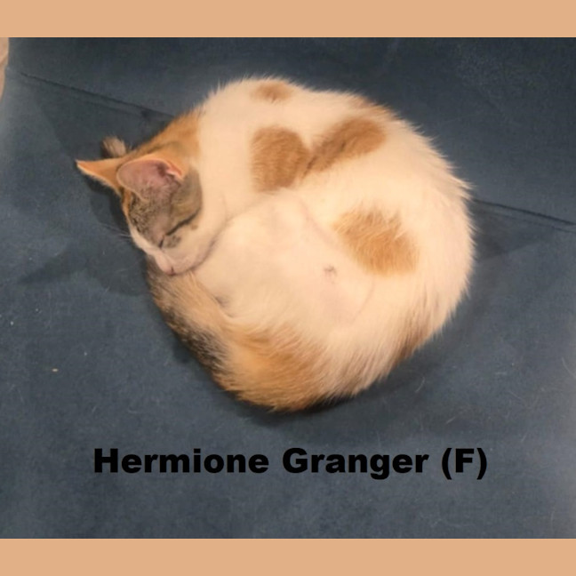 Photo of Hermione Granger