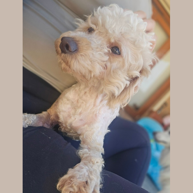 Photo of Sully