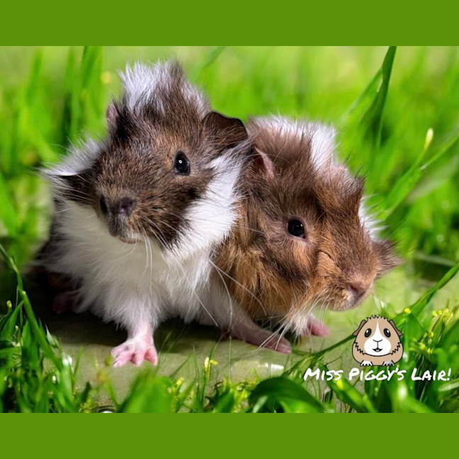 Photo of Bandit & Jarvis