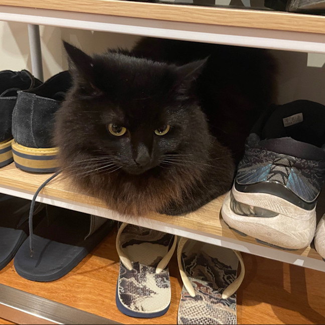 Photo of Kiki   In Foster In Preston