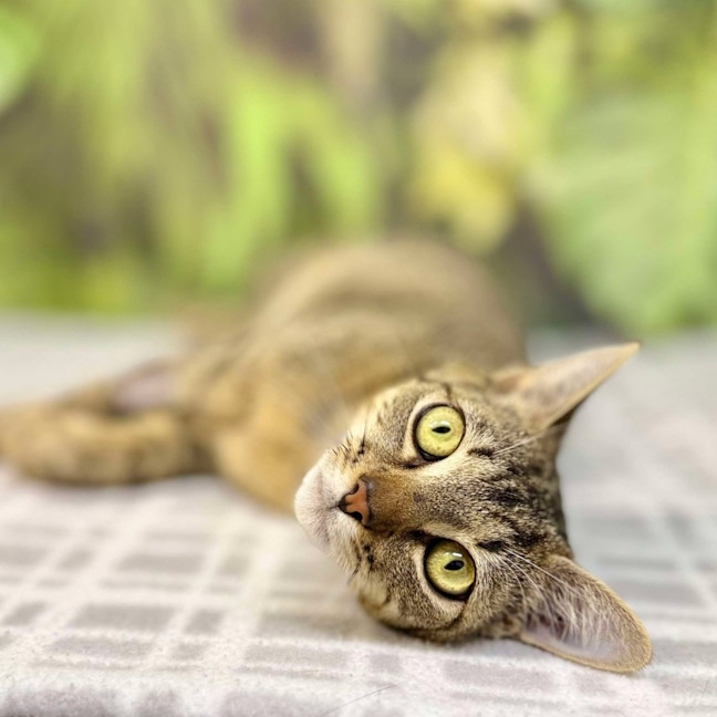Photo of Mimosa   Located In Preston