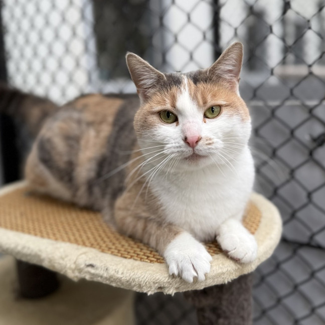 Photo of Marbles