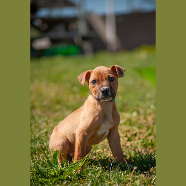 Photo of Bodhi