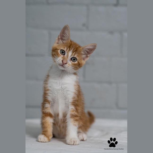 Photo of Stella