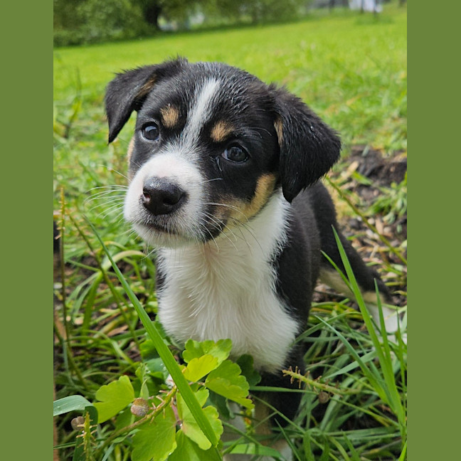 Photo of Tassie Devil