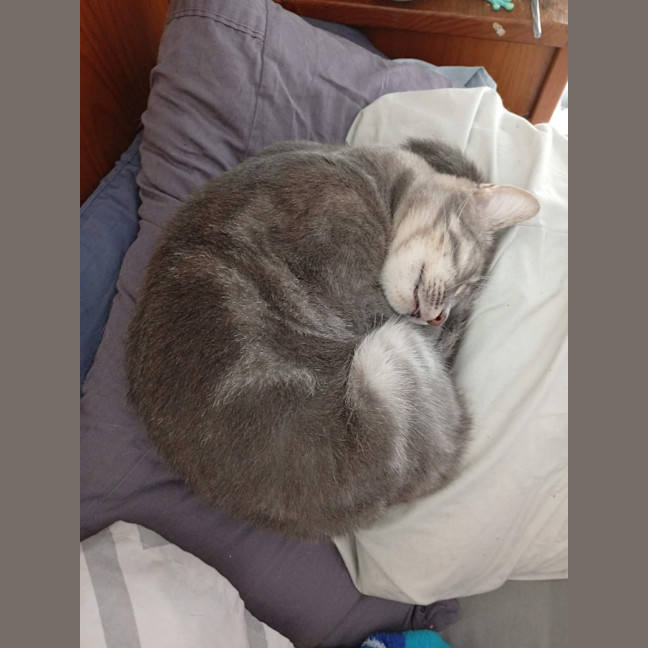 Photo of Birdie