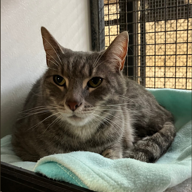 Photo of Cosmo
