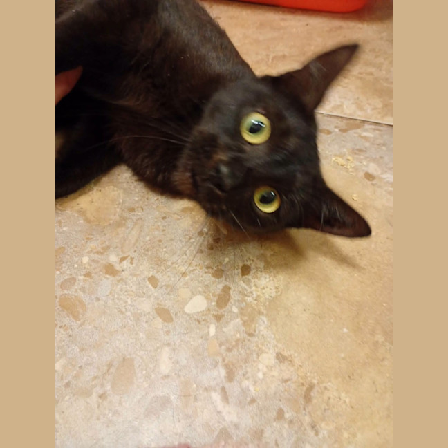 Photo of Dahlia