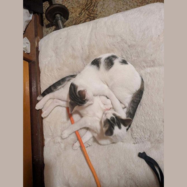 Photo of Pringles + Paella