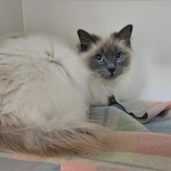 Photo of Rosie 