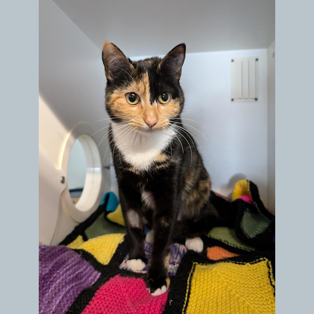 Photo of Chickpea