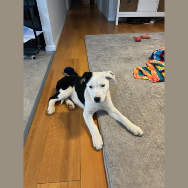 Photo of Polly