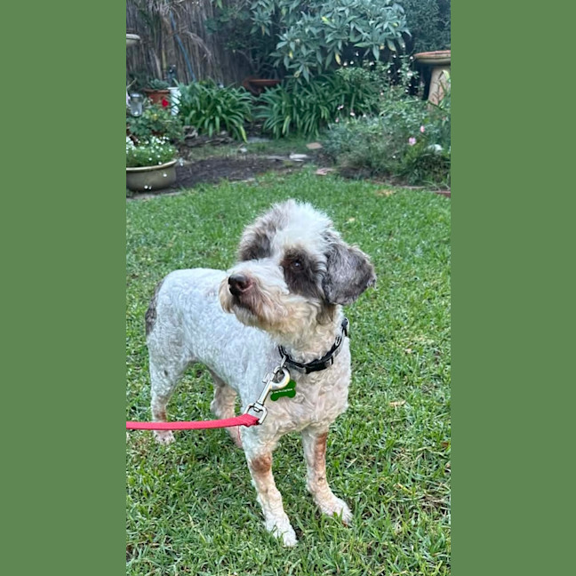 Photo of Barkley