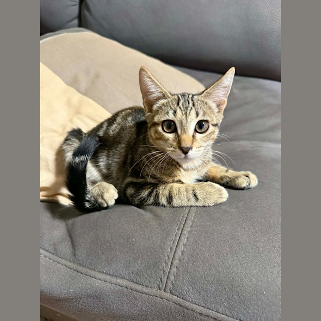 Photo of Puss In Boots