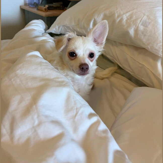 Photo of Tofu 
