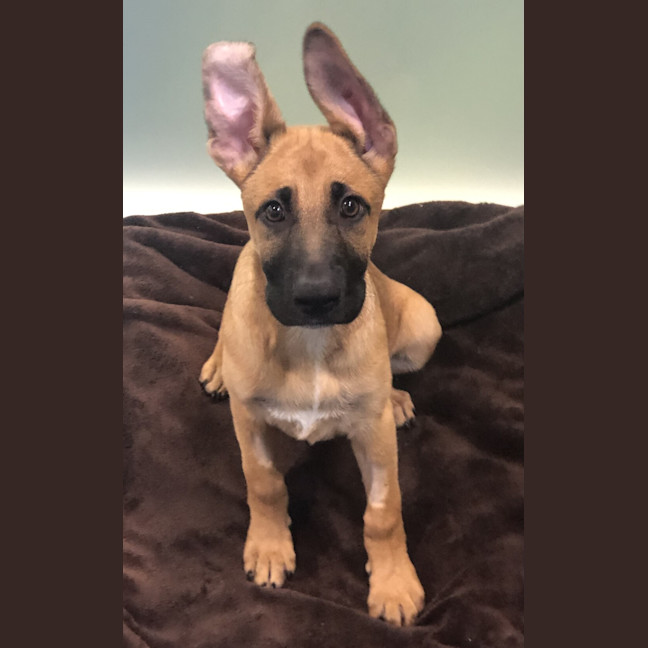 Photo of Jet