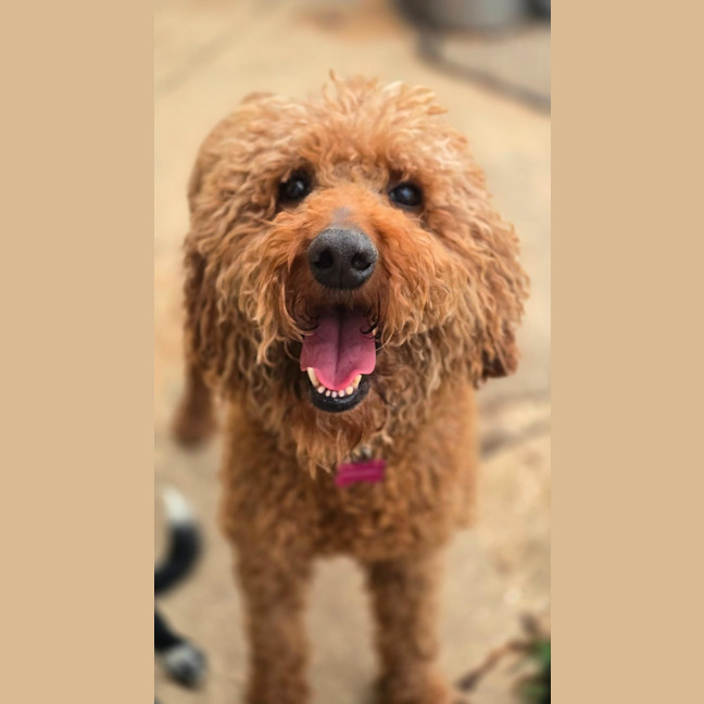 Photo of Clifford