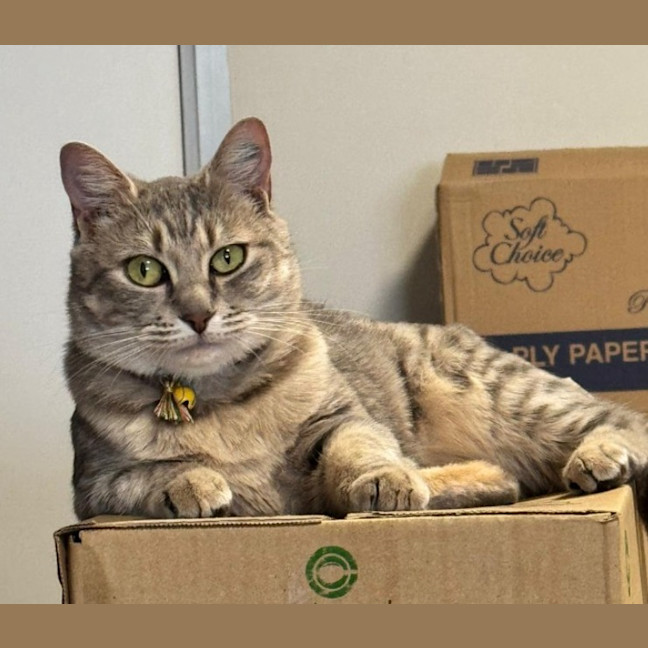 Photo of Nyitti