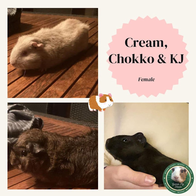 Photo of Chokko, Cream, And Kj