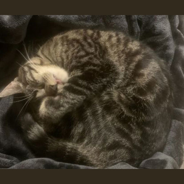 Photo of Maple