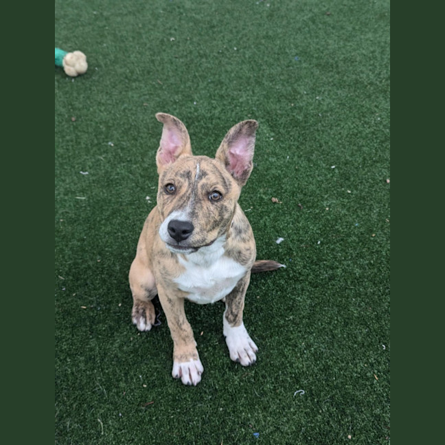 Photo of Thelma Imp 1900