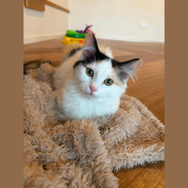 Photo of Scout