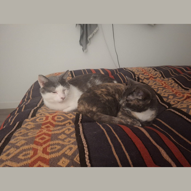 Photo of Sassafras