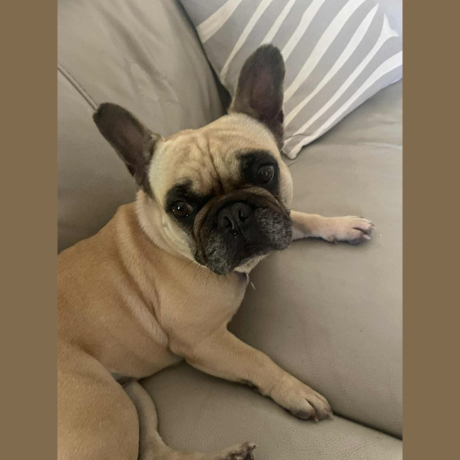 Photo of Bailey