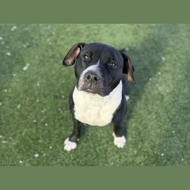 Photo of Missy Moo Imp 1579