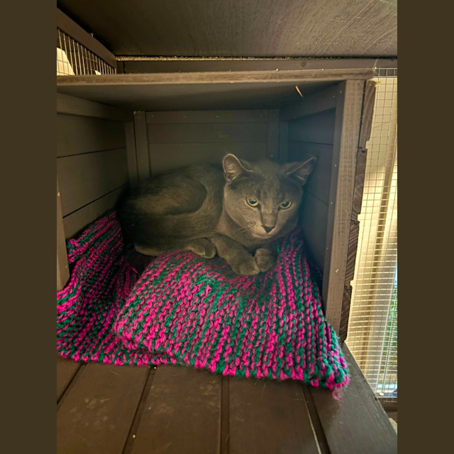 Photo of Percival