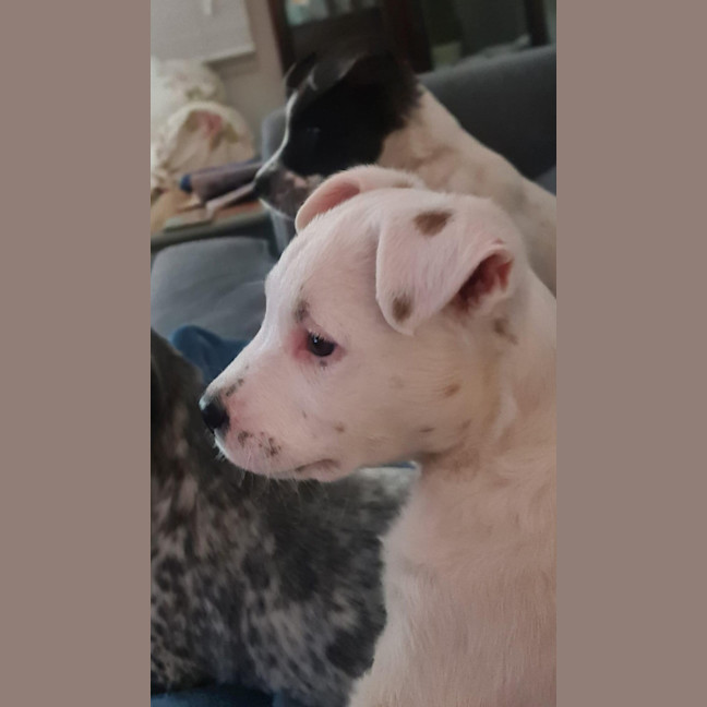 Photo of Finn