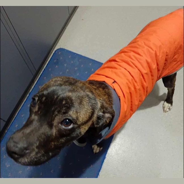 Photo of Mississippi Mud Pie