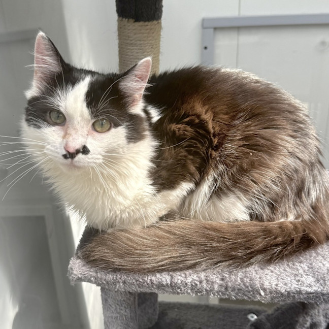Photo of Percival