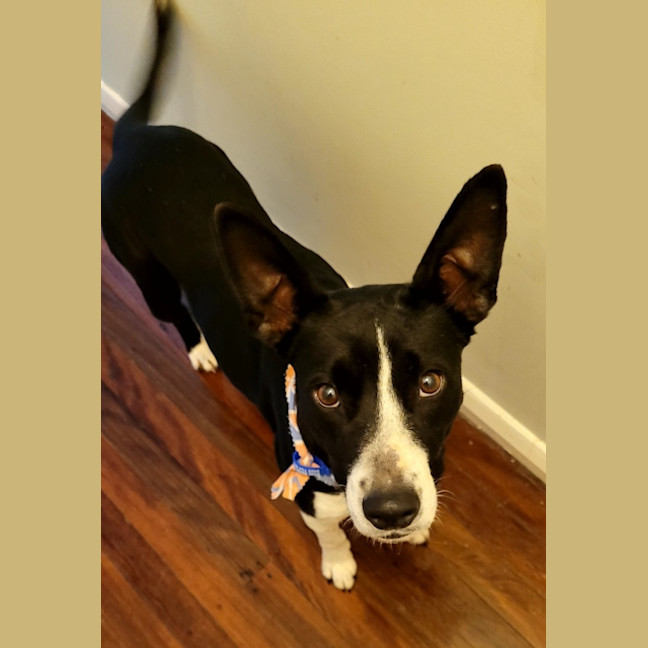 Photo of Nala   19 Month Old Border Collie X
