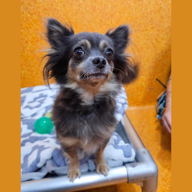 Photo of Chica