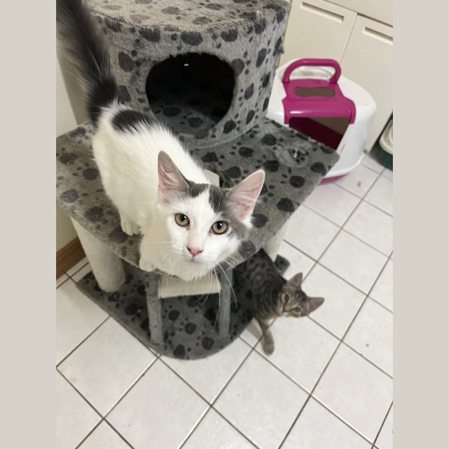 Photo of Alfie   Now Available At Pet Quarters Rutherford